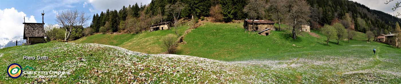 05 Coloratissima distesa fiorita sui prati della Pigolotta .jpg